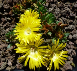 Delosperma congestum 'Golden Nugget'